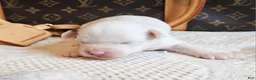 Mixed Breed dogs for sale: Spot - Ad 6