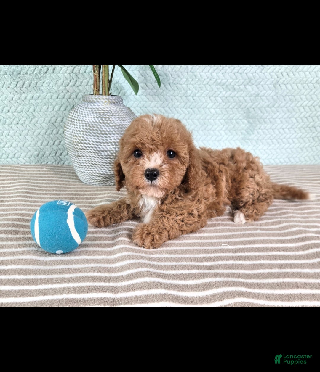 Cavapoo dogs for sale: Calvin - Ad 2