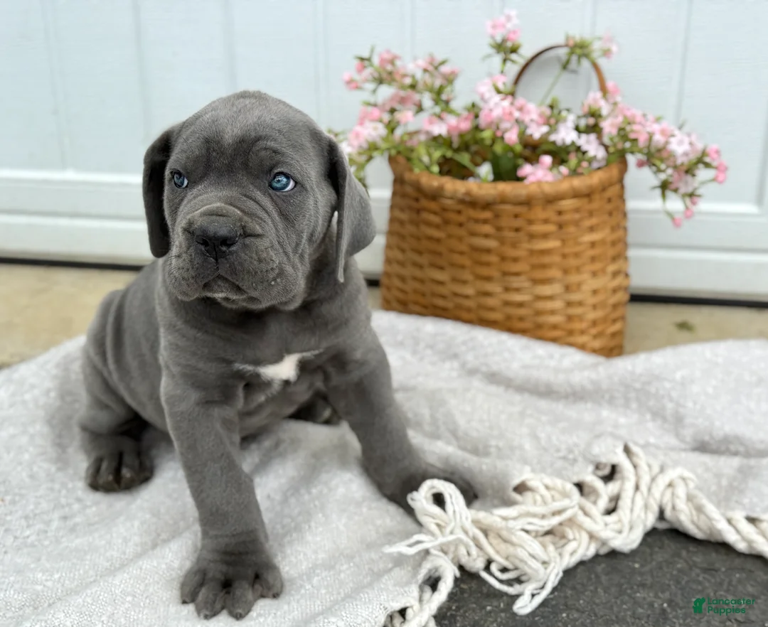 Cane Corso dogs for sale: Bane - Ad 1