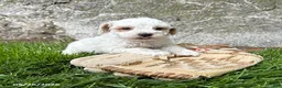 Havapoo dogs for sale: Arlo - Ad 1