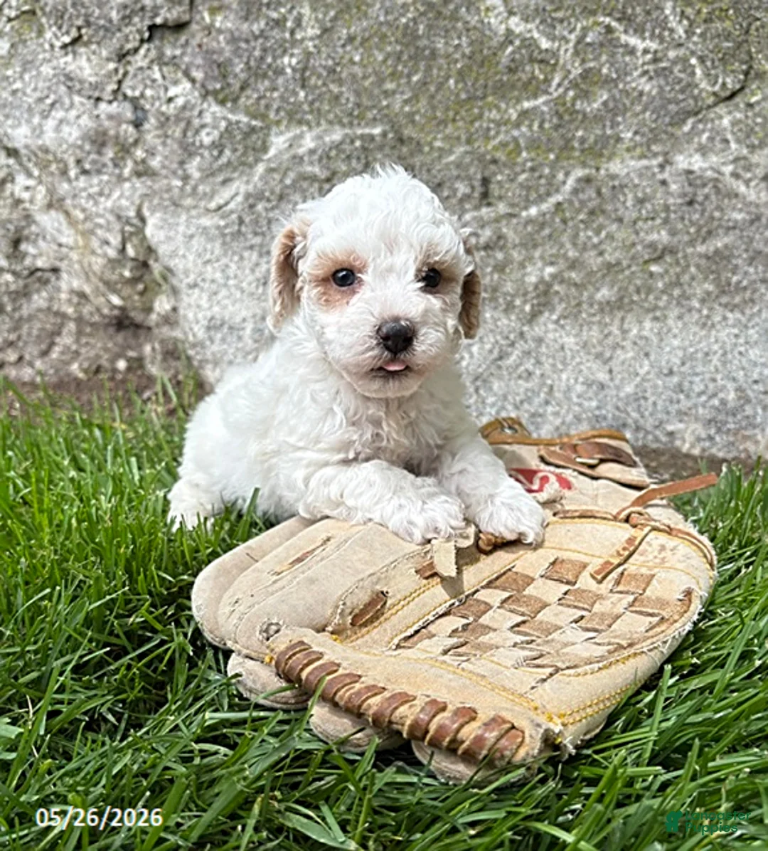 Havapoo dogs for sale: Arlo - Ad 1