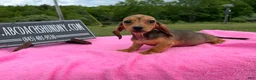 Miniature Dachshund dogs for sale: Miniature Dachshund Puppy 3 - Ad 5