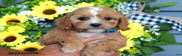 Cavapoo dogs for sale: Tucker - Ad 3