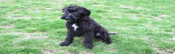 Mixed Breed dogs for sale: Geyser - Ad 1