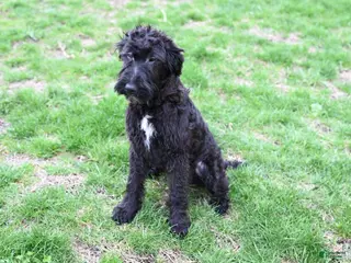 Mixed Breed dogs for sale: Geyser - Ad 1