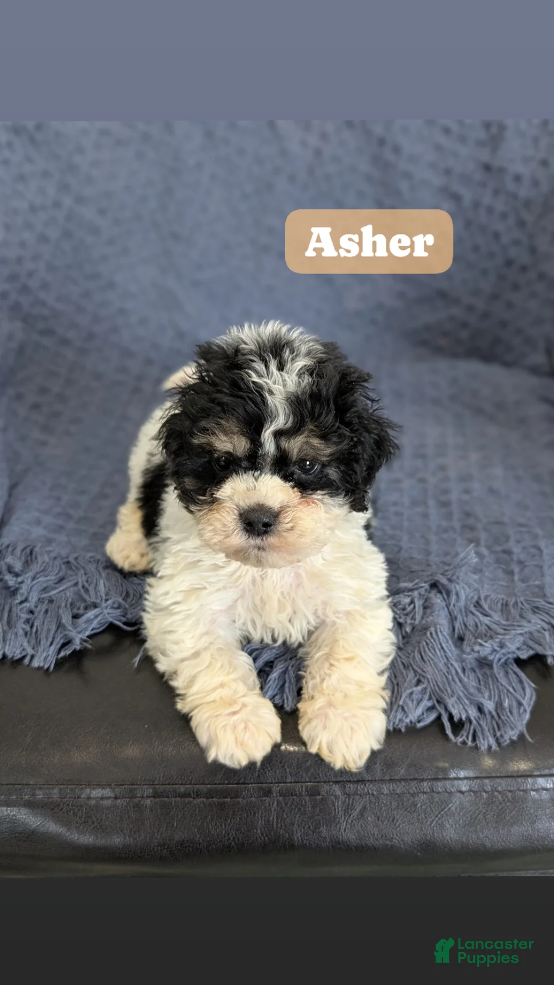 Cockapoo dogs for sale: Tiny Angelina  - Ad 10