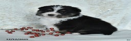 Australian Shepherd dogs for sale: Holly - Ad 4