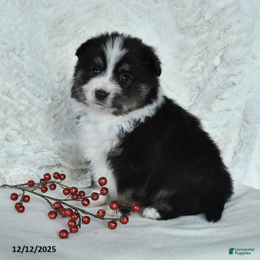 Australian Shepherd dogs for sale: Holly - Ad 4