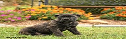 Cane Corso dogs for sale: Lance  - Ad 13