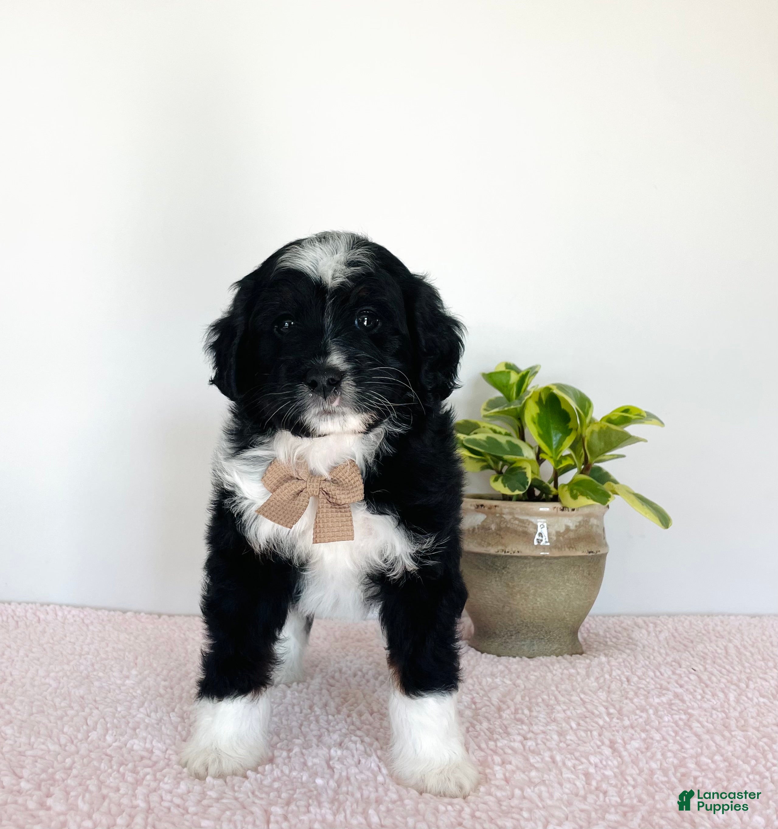 Mini Aussiedoodle dogs for sale: Oreo - Ad 1
