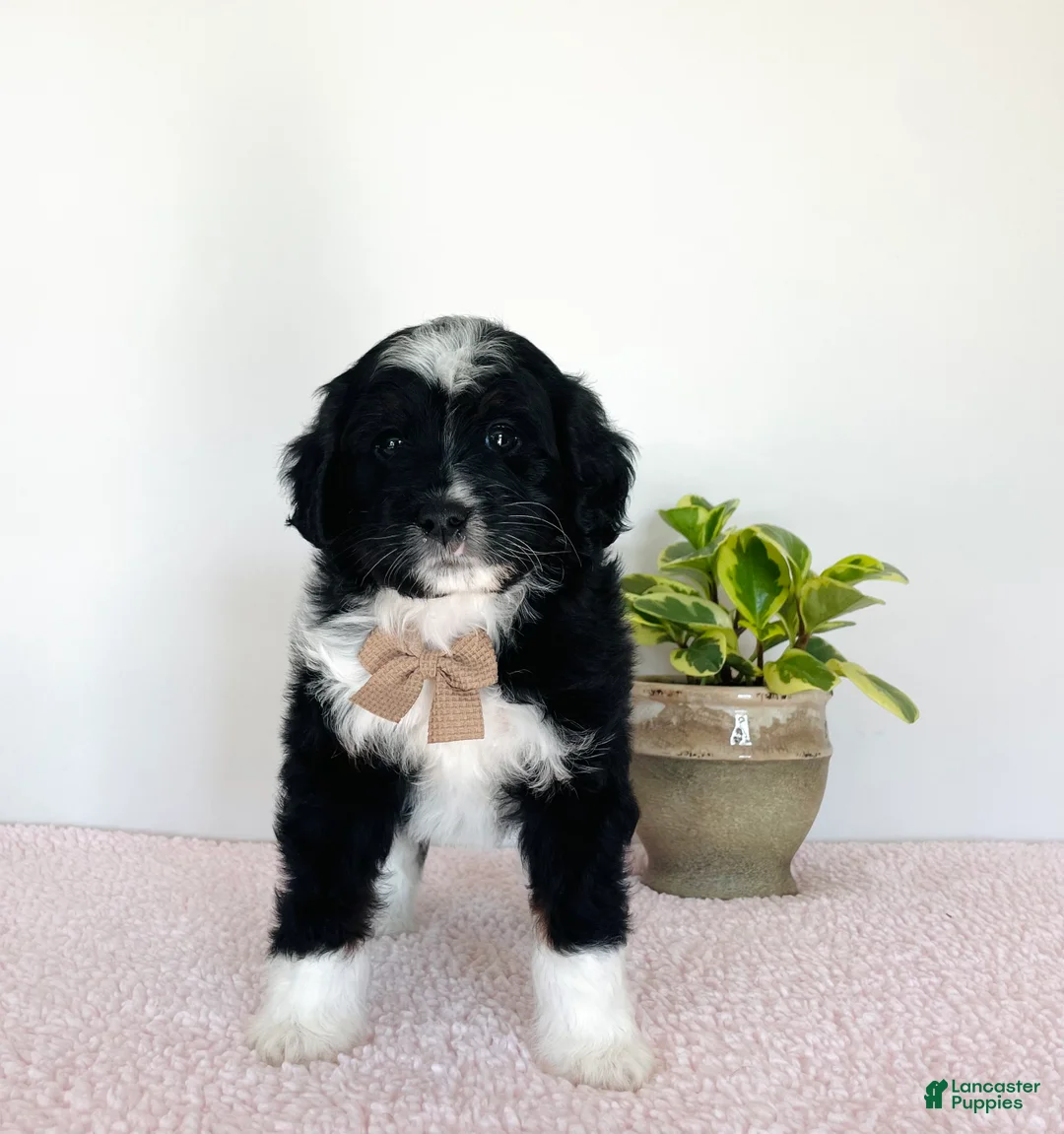 Mini Aussiedoodle dogs for sale: Oreo - Ad 1