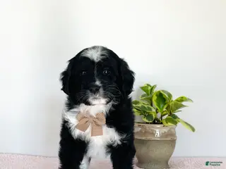 Mini Aussiedoodle dogs for sale: Oreo - Ad 1