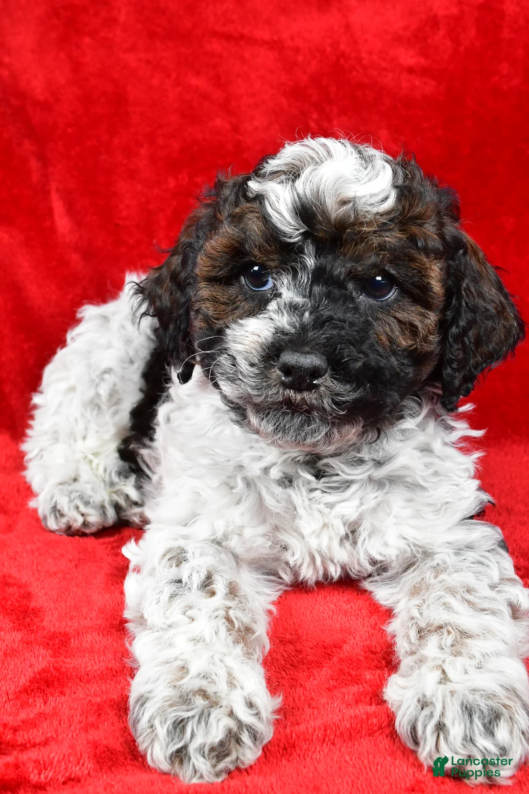 Cockapoo dogs for sale: Daxter - Ad 4