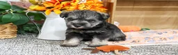 Miniature Schnauzer dogs for sale: Squidward - Ad 2