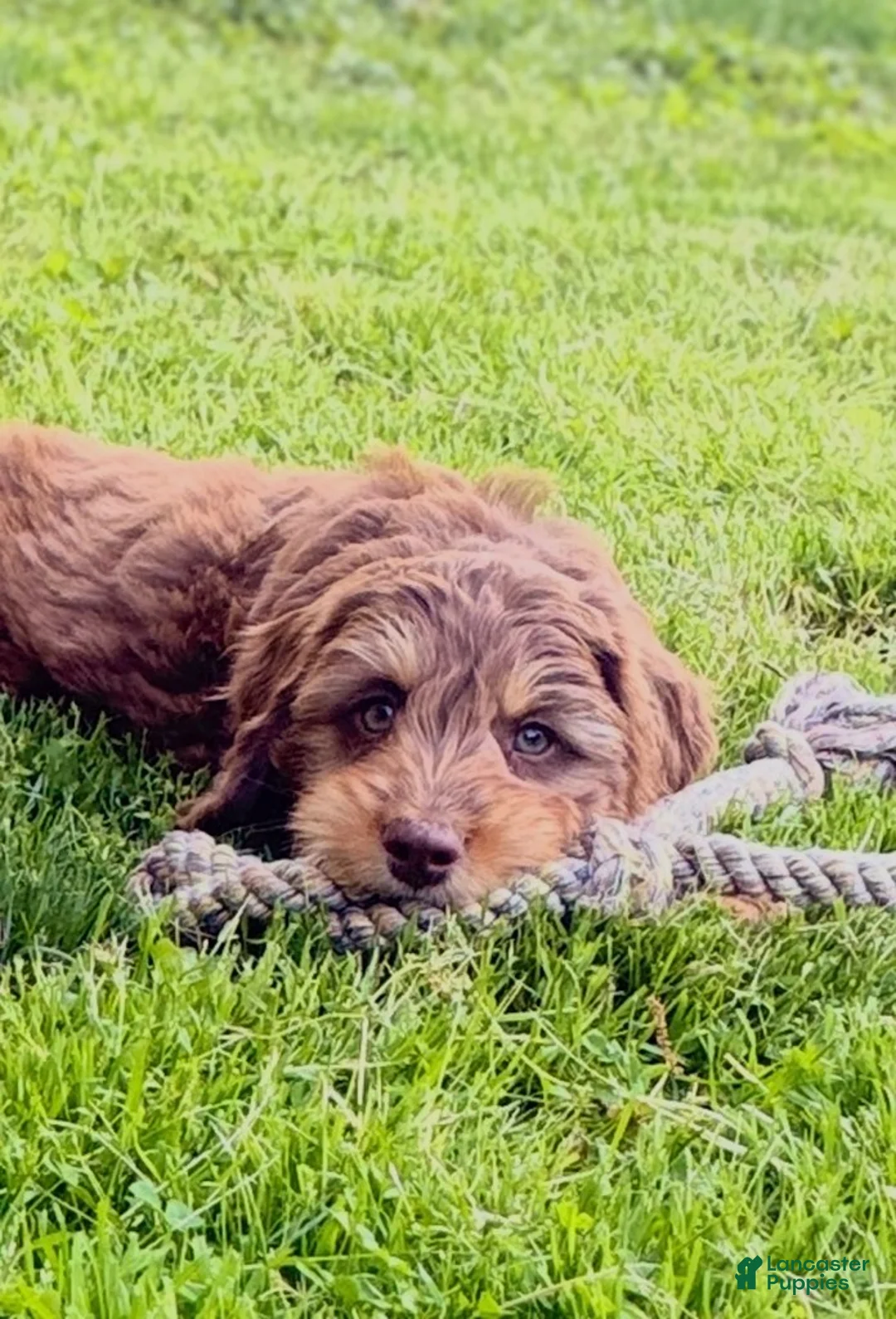 Mixed Breed dogs for sale: Cooper Male - Ad 5