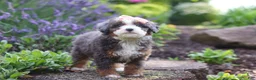Mini Bernedoodle dogs for sale: Lena - Ad 1