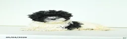 Havapoo dogs for sale: Hazel - Ad 4