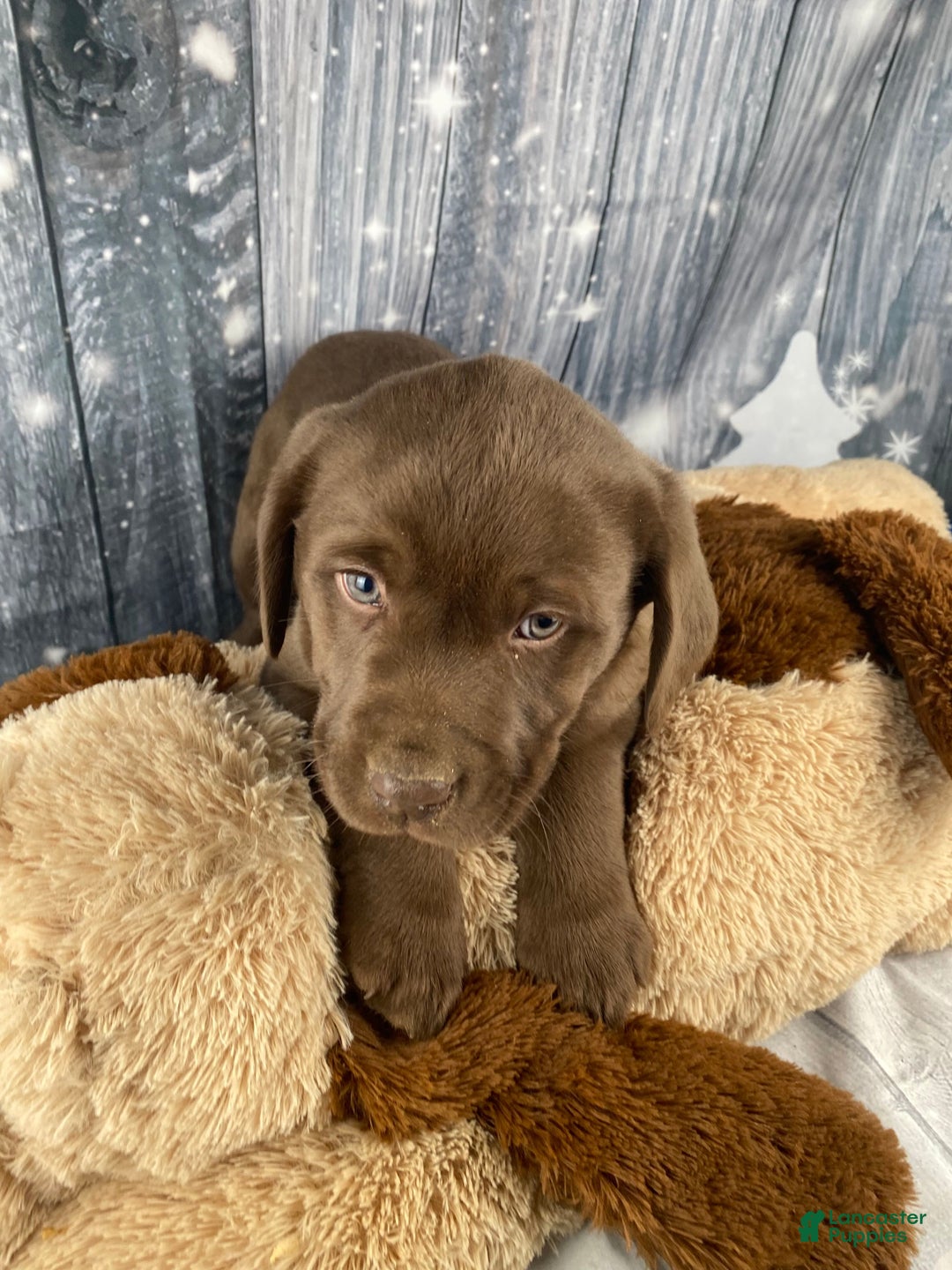 Labrador Retriever dogs for sale: Ava - Ad 20