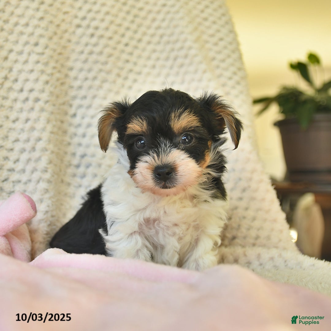 Yorkshire Terrier dogs for sale: Domino - Ad 15