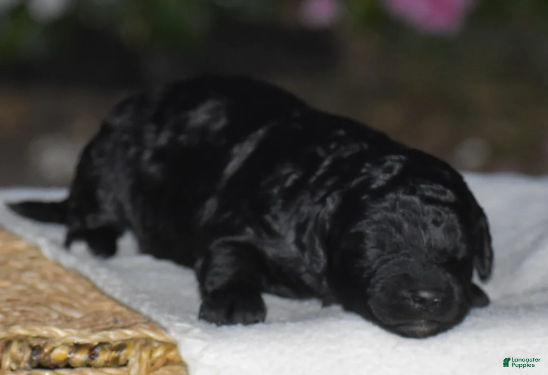 Mini Goldendoodle dogs for sale: Heidi - Ad 5