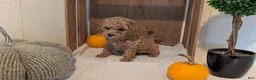 Miniature Poodle dogs for sale: Luna - Ad 3