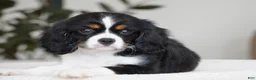 Cavalier King Charles Spaniel dogs for sale: Molly - Ad 3