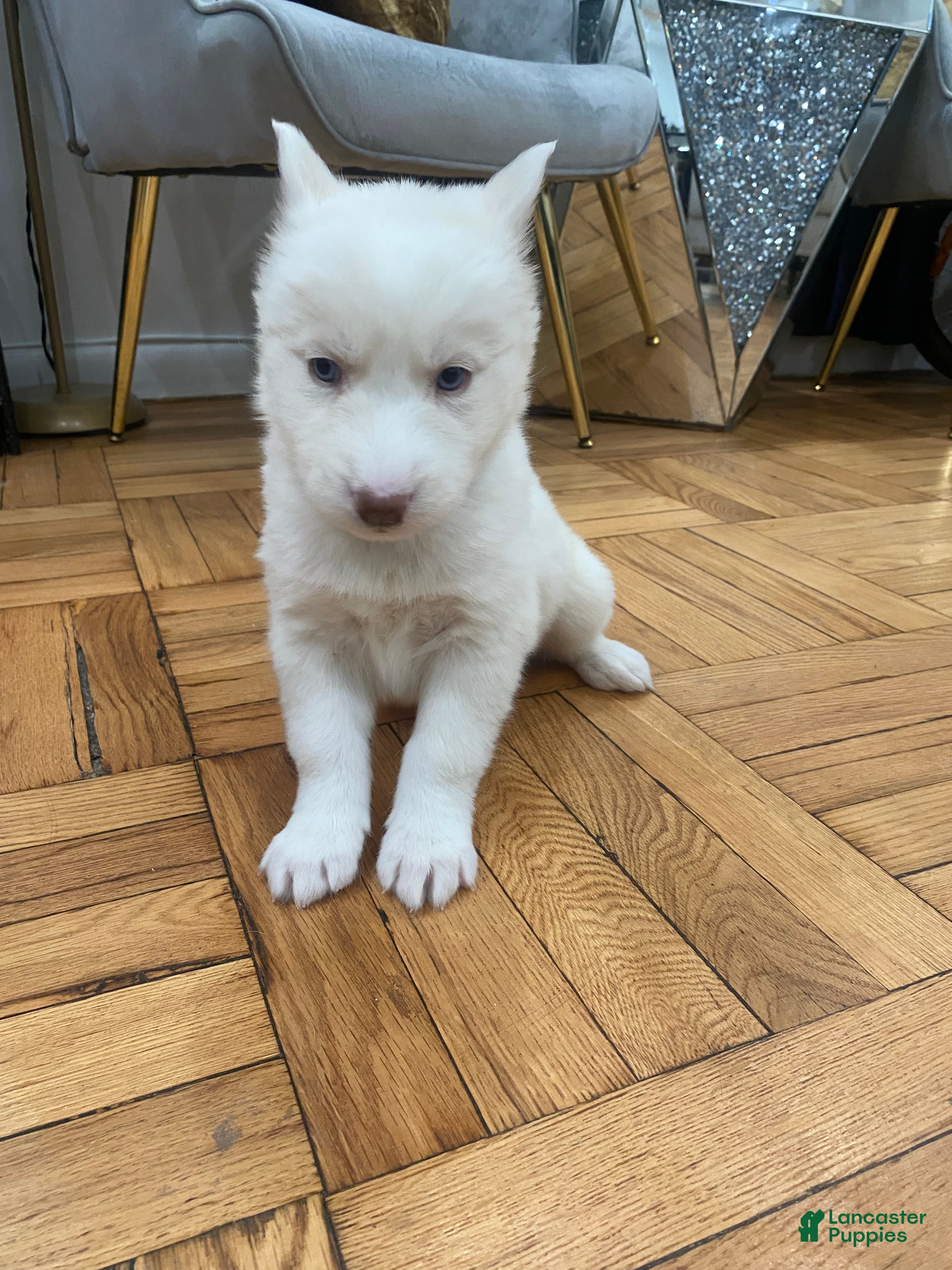 Siberian Husky dogs Versace  - Ad 7