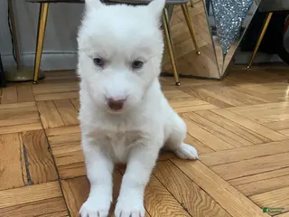 Siberian Husky dogs Versace - Ad 7