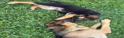 German Shepherd dogs for sale: German Shepherd 1 - Ad 5