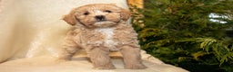 Bichpoo dogs for sale: River - Ad 3