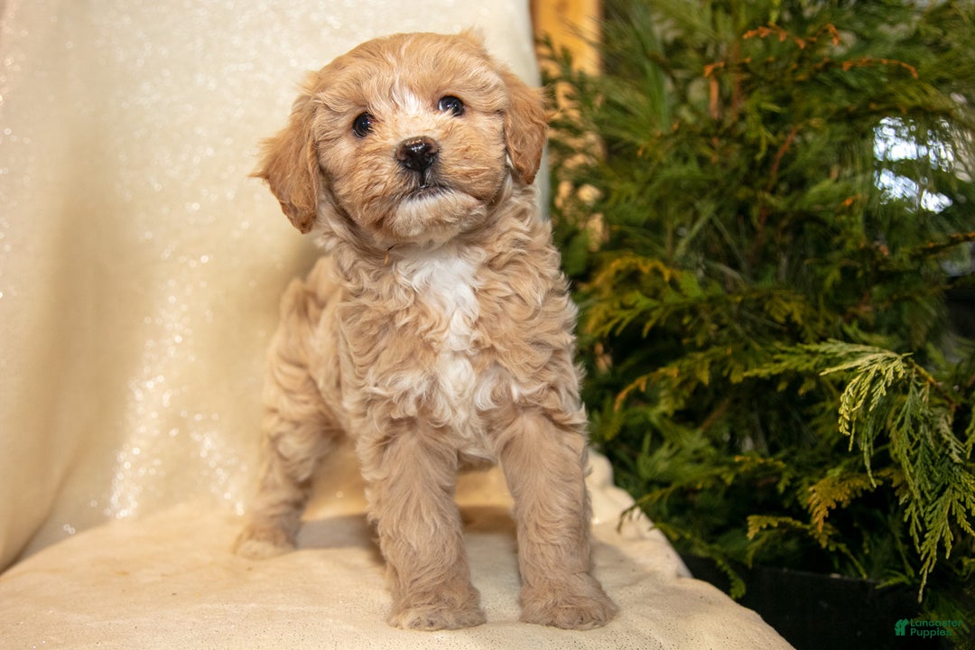 Bichpoo dogs for sale: River - Ad 3