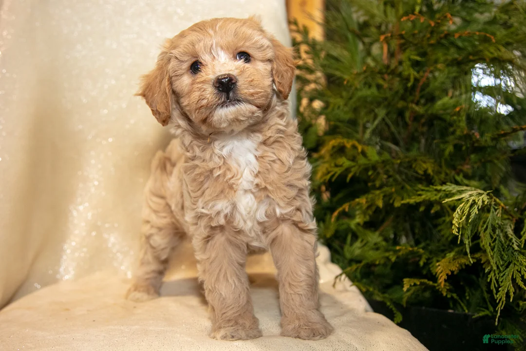 Bichpoo dogs for sale: River - Ad 3