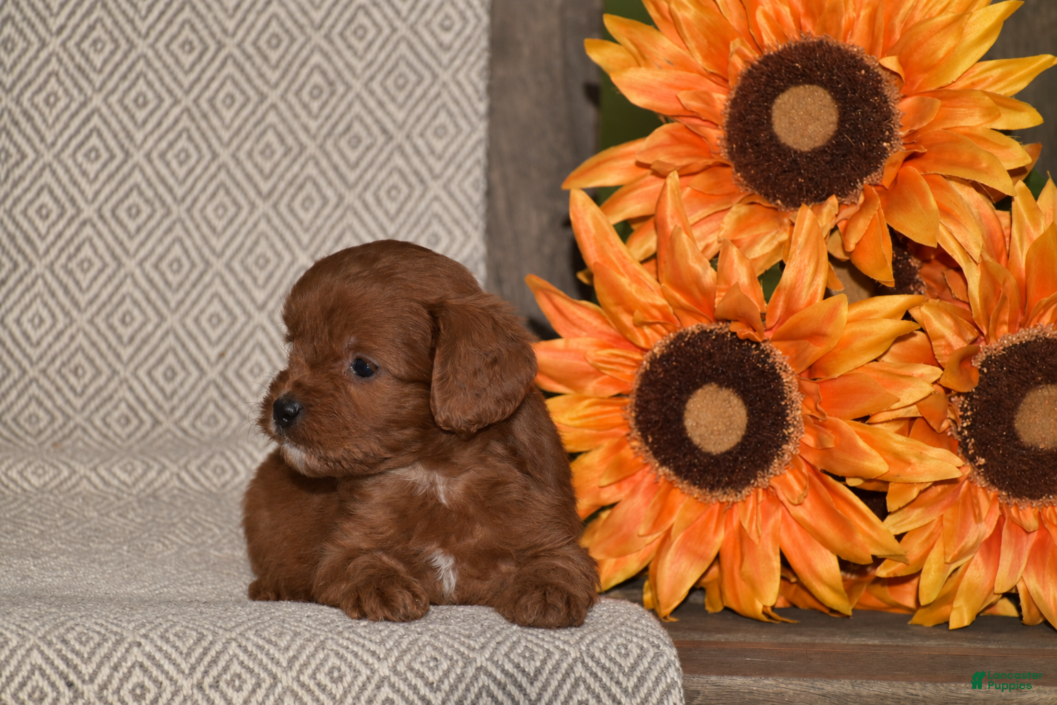 Cavapoo dogs Alan - Ad 2