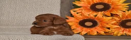 Cavapoo dogs for sale: Alan - Ad 2