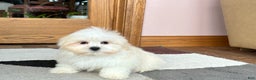 Lhasa Apso dogs for sale: Laura - Ad 3