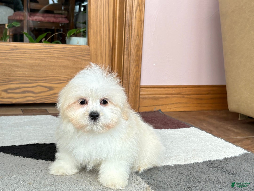 Lhasa Apso dogs for sale: Laura - Ad 3