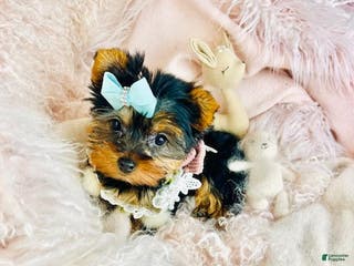 Yorkshire Terrier dogs Yorkshire Terrier Puppy 1 - Ad 9