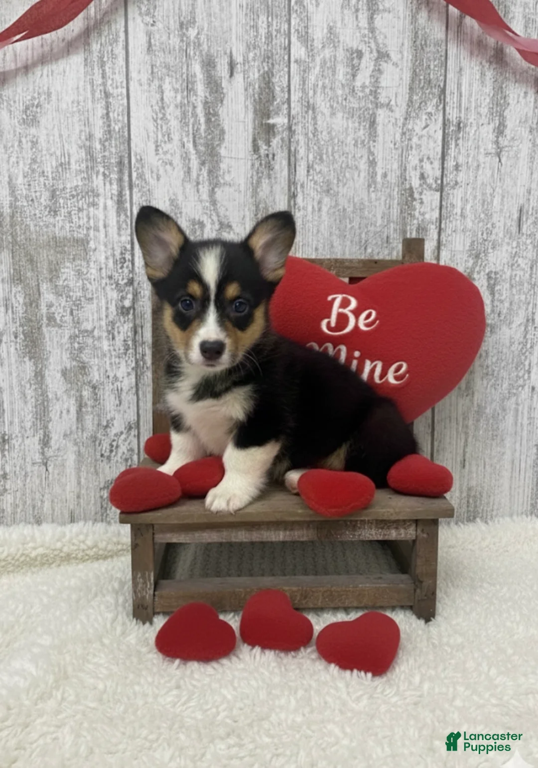 American Corgi dogs for sale: American Corgi Puppy 1 - Ad 1