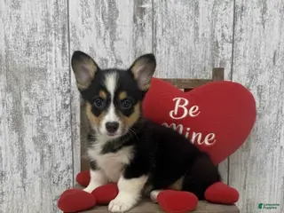 American Corgi dogs American Corgi Puppy 1 - Ad 9