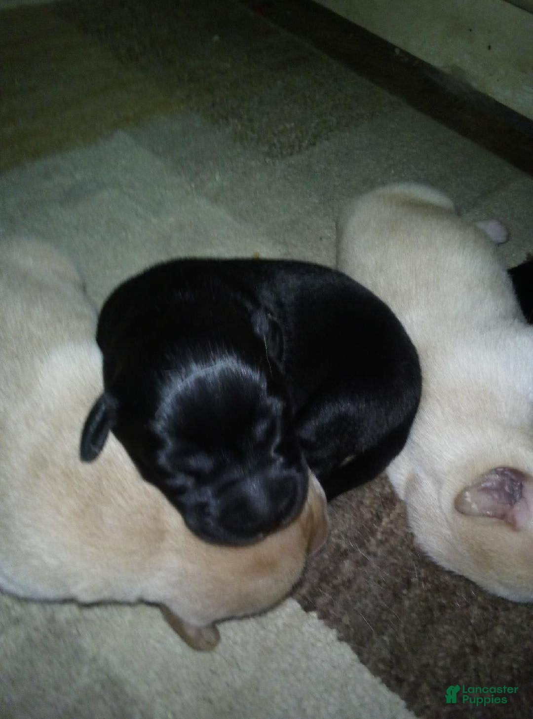 Labrador Retriever dogs holly - Ad 12