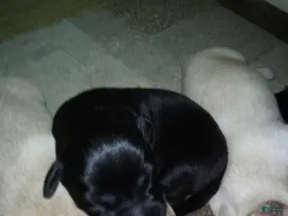 Labrador Retriever dogs holly - Ad 12