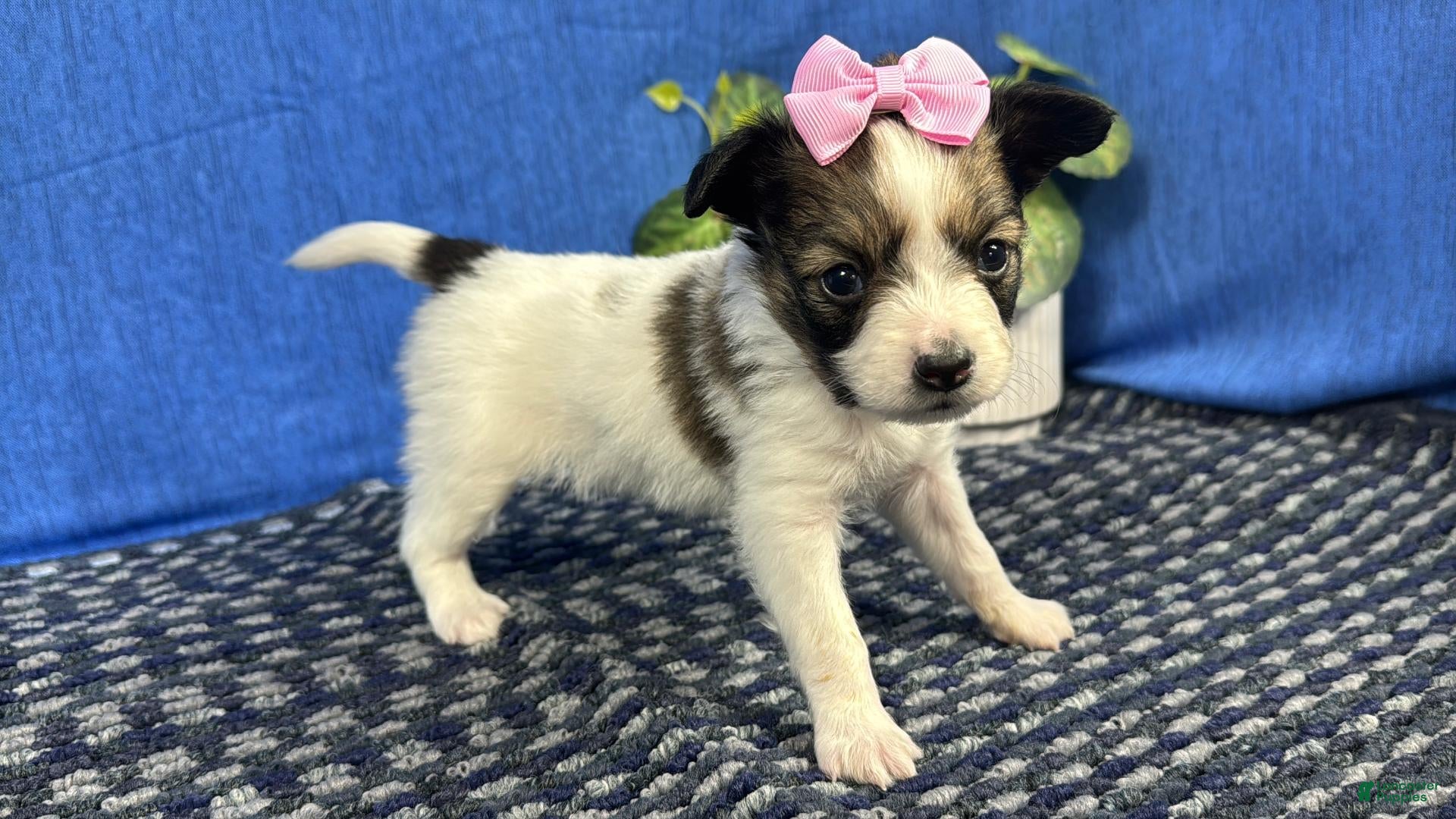 club-papillon様　6月 Papillon Puppies for sale in Missouri | Lancaster Puppies