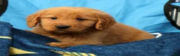 Golden Retriever dogs for sale: Levi - Ad 6