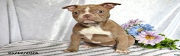 Frenchton dogs for sale: Joy - Ad 2