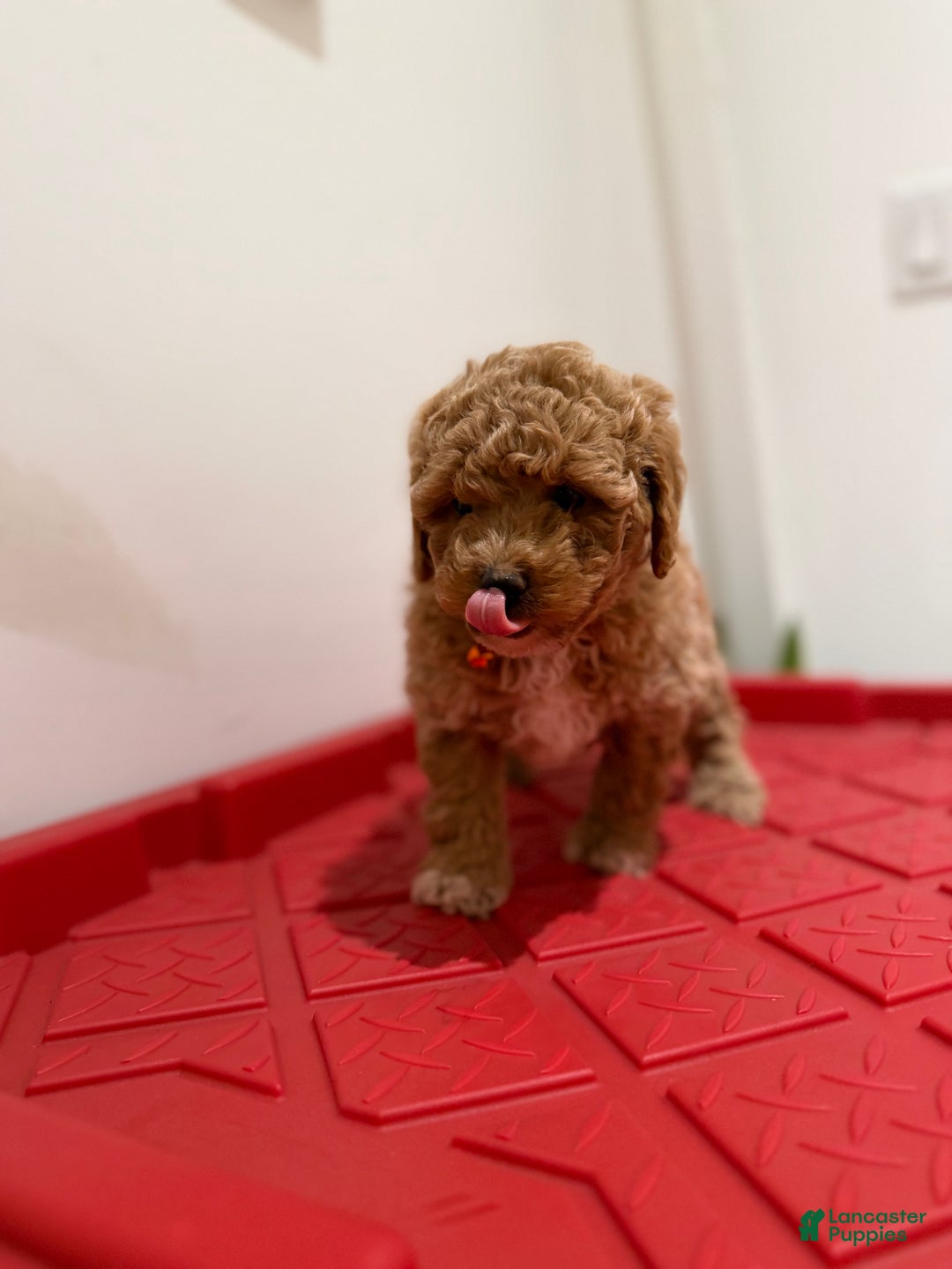 Toy Poodle dogs for sale: Timothy - Ad 1