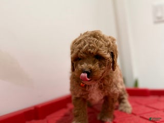Toy Poodle dogs Timothy - Ad 21