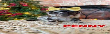 Penny