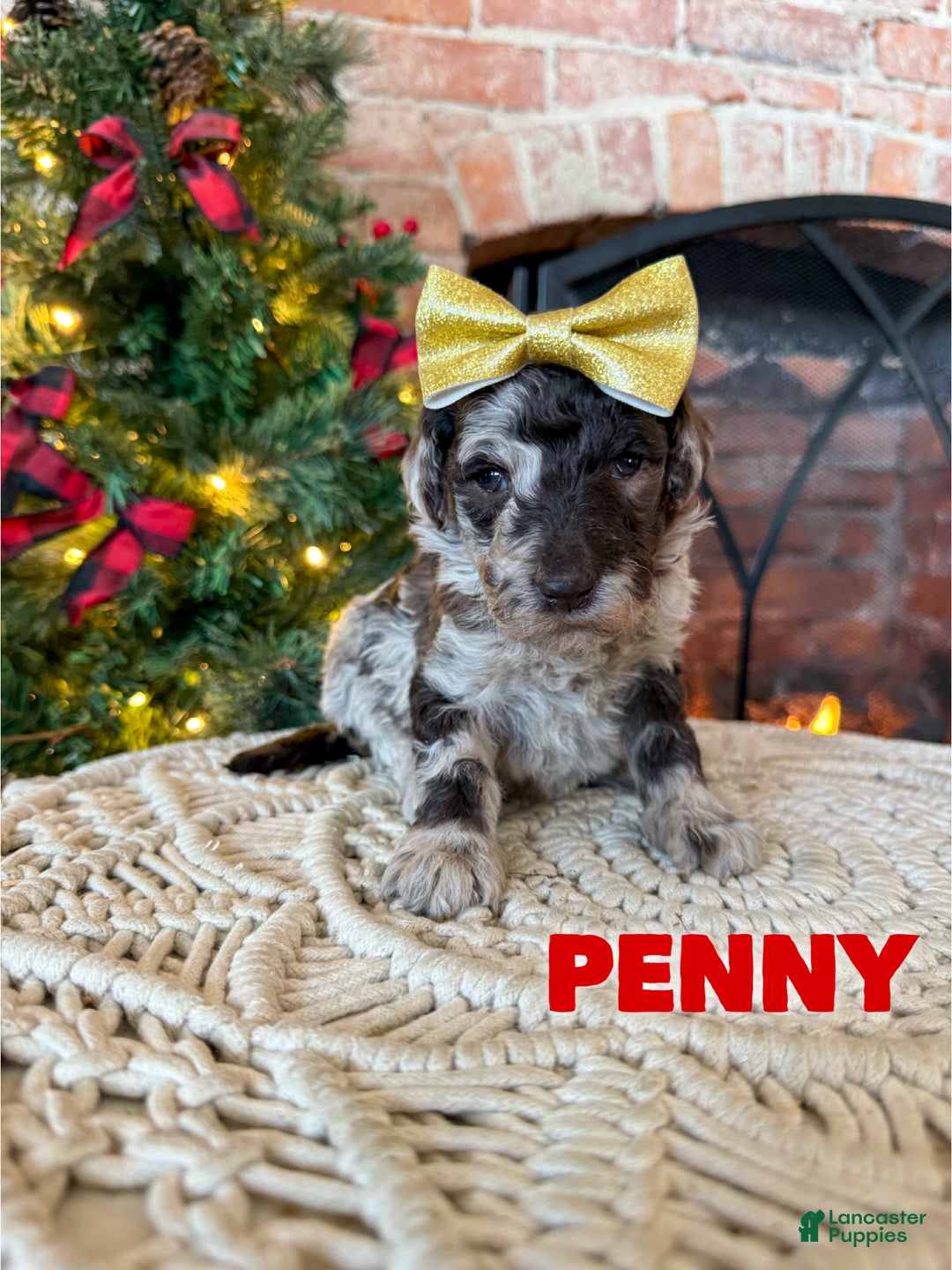 Mixed Breed dogs for sale: Penny - Ad 1
