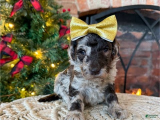 Mixed Breed dogs Penny - Ad 19