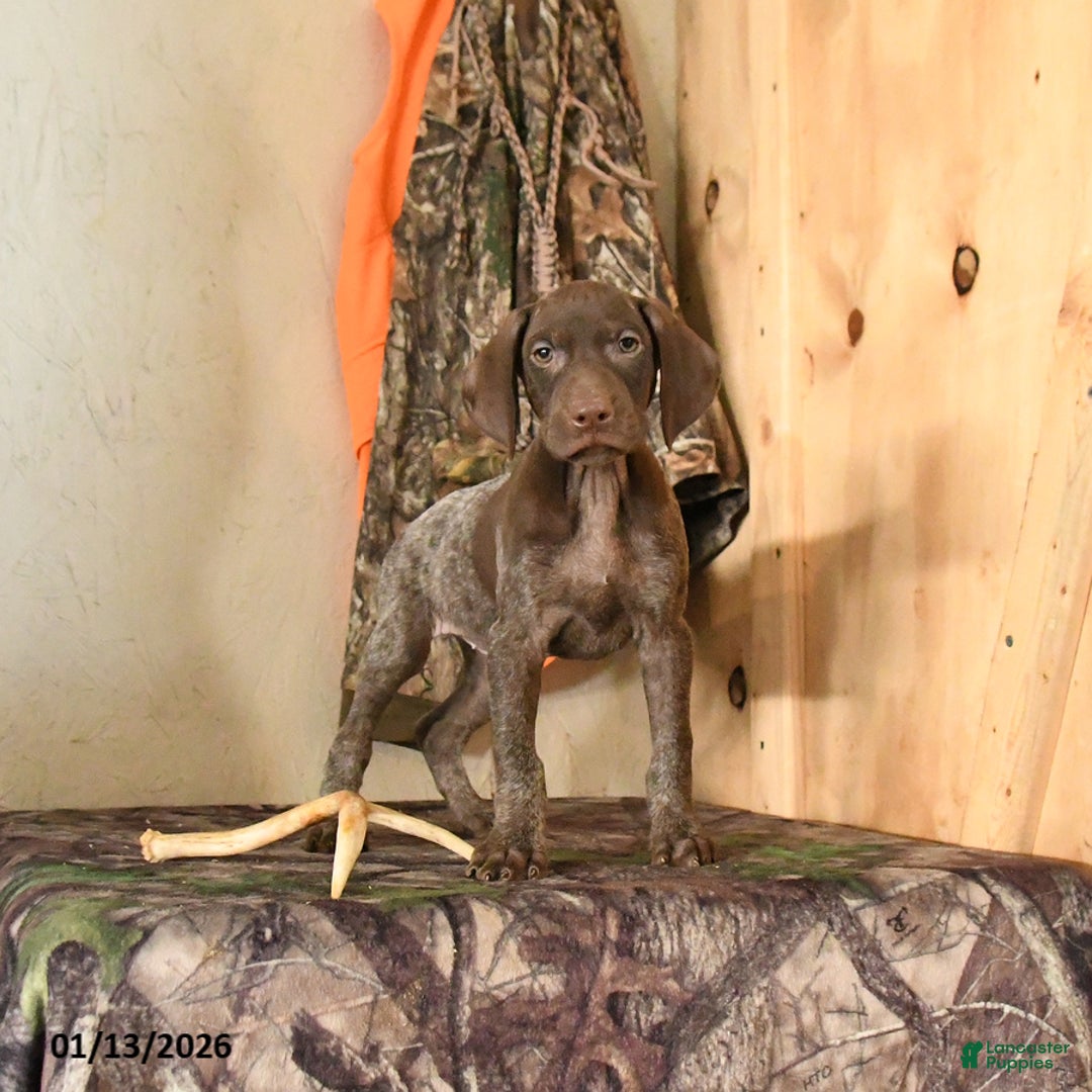 German Shorthaired Pointer dogs for sale: Hope - Ad 4